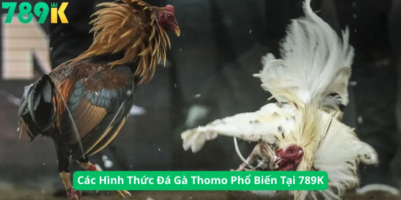 Các Hình Thức Đá Gà Thomo Phổ Biến Tại 789K