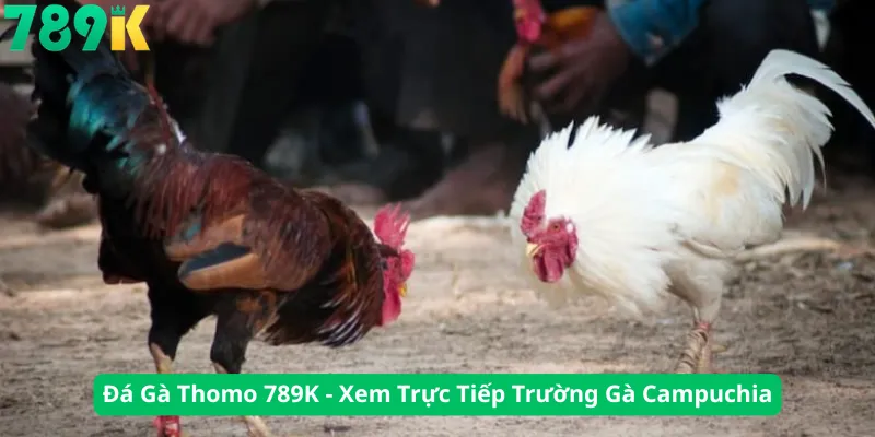 Đá Gà Thomo 789K - Xem Trực Tiếp Trường Gà Campuchia