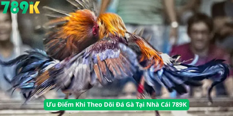 Ưu Điểm Khi Theo Dõi Đá Gà Tại Nhà Cái 789K