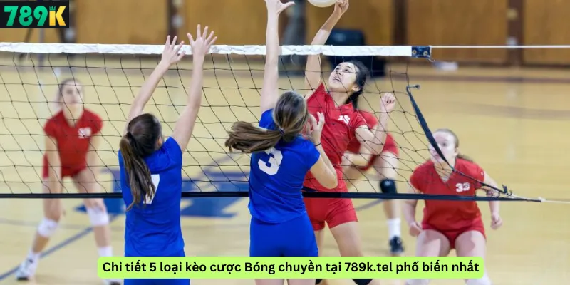 Chi tiết 5 loại kèo cược Bóng chuyền tại 789k.tel phổ biến nhất